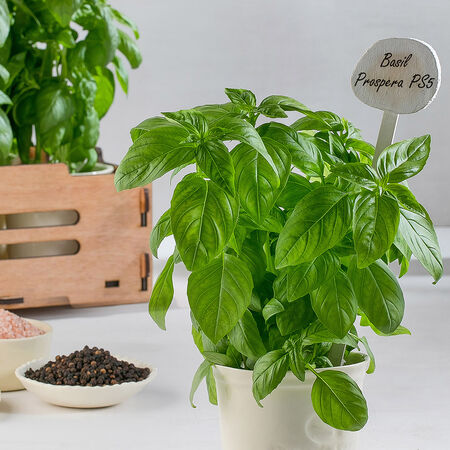 Prospera® DMR (PS5), (F1) Organic Basil Seeds - Packet image number null